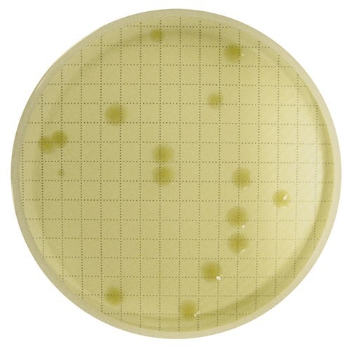 Reincubated agar plate with visibly grown bacteria colonies