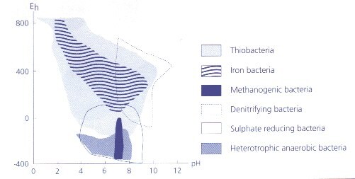 氧化还原电位、pH和微生物生长之间的关系