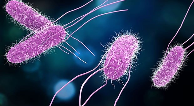 Salmonella Bacteria Microscopic View A colorful illustration of Salmonella bacteria, depicted in purple color with flagella, set against a blurred blue background.