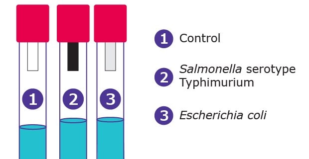 Hydrogen Sulfide Test Strips