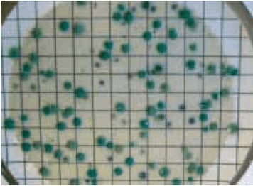 图2. CP ChromoSelect琼脂（产气荚膜梭菌显示为绿色菌落）