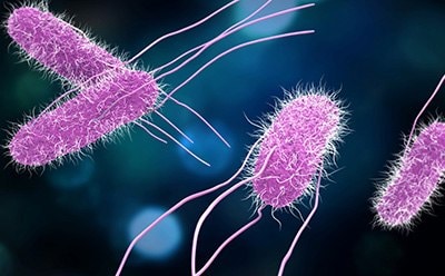 Salmonella bacteria contamination and testing