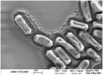 在硅片上生长的产气荚膜梭菌的扫描电子显微照片（来源：S. Melville，弗吉尼亚理工大学生物科学系） 