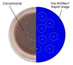 Image analysis of microcolonies:  Conventional vs. Milliflex® Rapid methods