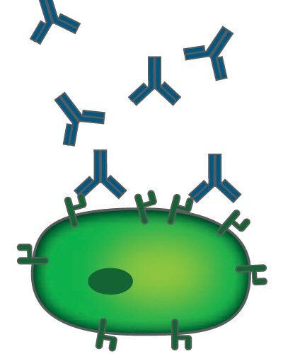 Antibody-dependent cell-mediated cytotoxicity