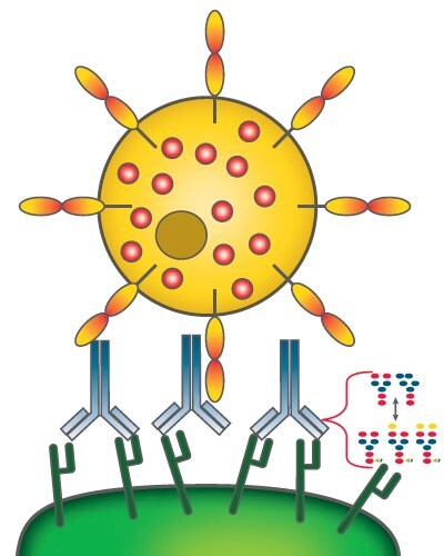 Antibody-dependent cell-mediated cytotoxicity