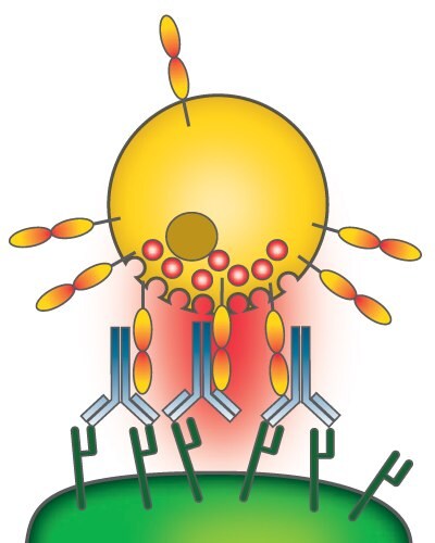 Antibody-dependent cell-mediated cytotoxicity