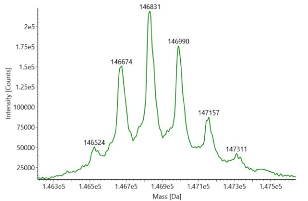 Deconvoluted mass spectra obtained for non-reduced SigmaMAb reference (MSQC4) with six distinct peaks at observed mass values of 146524, 146674, 146831, 146990, 147157, and 147311.