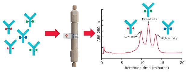 Representation of FcγRIIIa receptor affinity chromatography for the separation of glycoforms in an antibody sample based on their binding strength to the FcR ligand