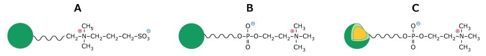 Sulfobetaine and phosphorylcholine functionalization Schematic of sulfobetaine and phosphorylcholine functional groups on fully porous and superficially porous particles.