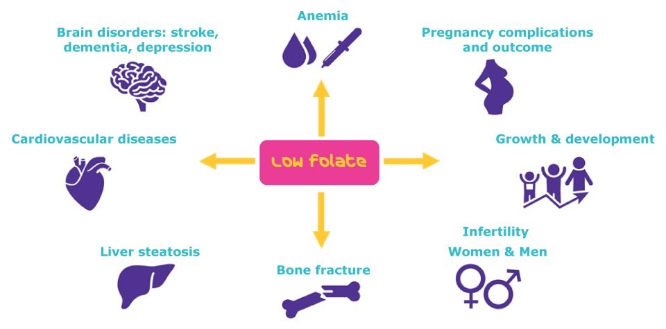Benefits of Folate Benefits of Folate | Folate insufficiency can lead to a range of diseases and medical conditions