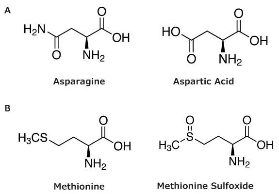 Chemical reactions showing deamidation of asparagine to aspartic acid and oxidation of methionine to methionine sulfoxide