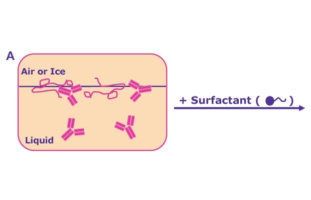 Protein Adsorption to Interfaces Protein adsorption to interfaces triggers the formation of a protein film and subsequent aggregation. This is prevented by adding surfactants through two mechanisms: By competitive surface adsorption with the surfactant molecules covering hydrophobic interfaces or direct binding of the surfactants to the protein molecules, solubilizing them in the liquid phase.