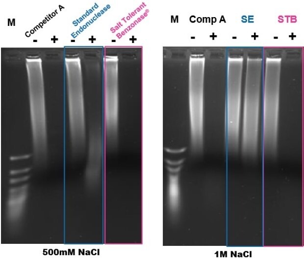 Gel electrophoresis showing complete digestion of DNA using Benzonase® Salt Tolerant endonuclease DNA is completely digested with the use of Benzonase<sup>®</sup> Salt Tolerant endonuclease as shown by gel electrophoresis for 500mM and 1M salt.