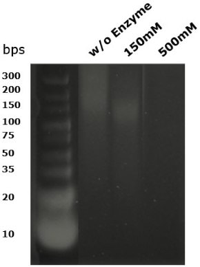 Gel electrophoresis showing DNA fragment size following digestion with Benzonase® Salt Tolerant endonuclease Benzonase<sup>®</sup> Salt Tolerant endonuclease digests DNA to undetectable levels below the size of 10 base pair as shown by gel electrophoresis above 150mM salt.