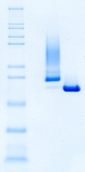 Benzonase® Salt Tolerant Endonuclease shows better identity and purity compared to competitor A using non-reducing SDS-PAGE.