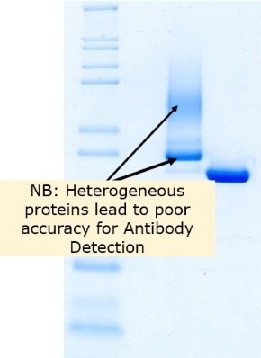 Benzonase<sup>®</sup> Salt Tolerant Endonuclease shows better identity and purity compared to competitor A using reducing SDS-PAGE.