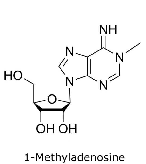 Structure of 1-Methyladenosine Chemical structure of 1-methyladenosine showing a methylated adenine base linked to a ribose sugar.