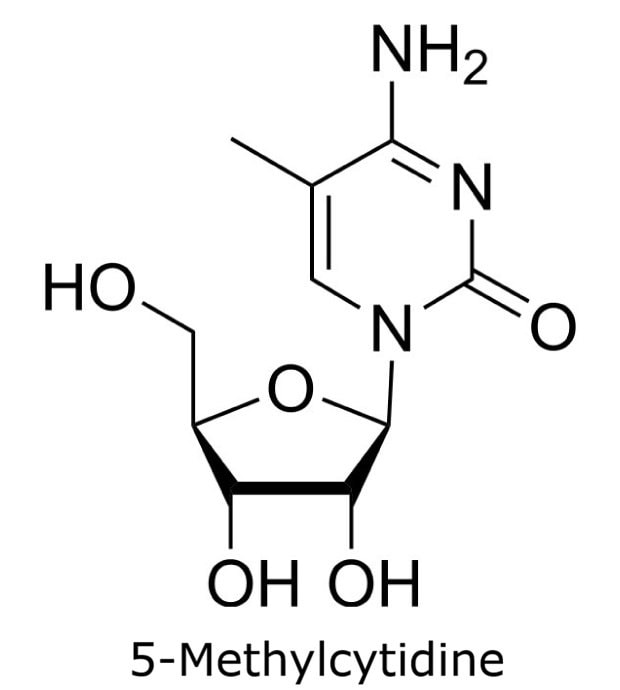 Structure of 5-Methylcytidine Chemical structure of 5-methylcytidine depicting a methyl substitution at position 5 on the cytidine ring with ribose sugar.