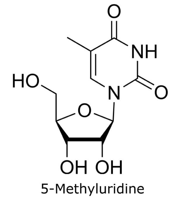 Structure of 5-Methyluridine Chemical structure of ribothymidine showing a methylated thymine base attached to ribose.