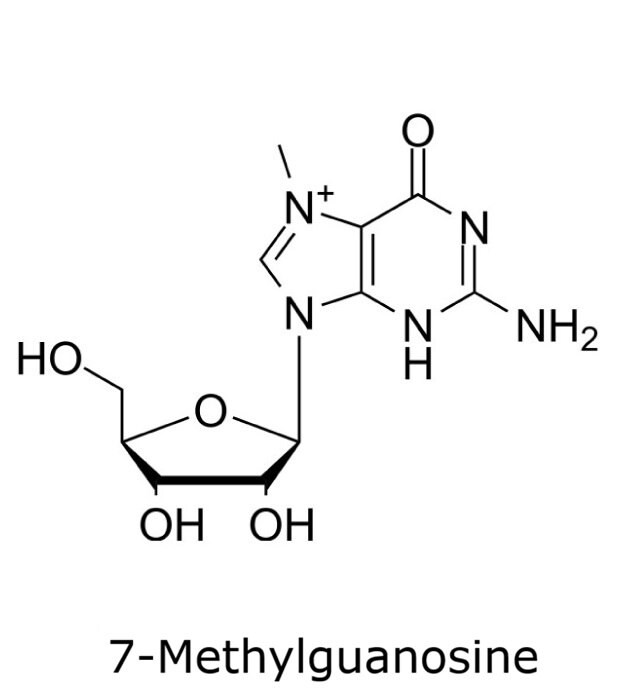 Structure of 7-Methylguanosine Chemical structure of 7-methylguanosine showing a methyl group at position 7 on the guanine base linked to ribose.