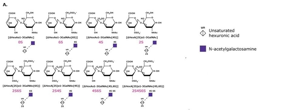 Panel A showing glycosaminoglycan disaccharides [ΔHexAα1-3GalNAc] with sulfation variants 0S, 6S, 4S, 2S, 2S6S, 2S4S, 4S6S, 2S4S6S and hyaluronan disaccharide (HA); SNFG legend indicates unsaturated hexuronic acid (un) and N-acetylgalactosamine.