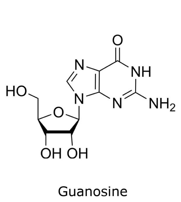 Structure of Guanosine Chemical structure of guanosine showing the guanine base linked to a ribose sugar.