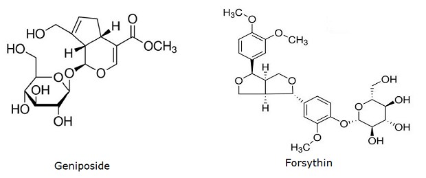 The image presents the chemical structures of two compounds: Geniposide and Forsythin. Geniposide, on the left, features a complex multi-ring system with several hydroxyl (OH) groups and a methoxy group (OCH3), displaying both cyclic and acyclic components. Forsythin, on the right, also has a detailed arrangement with multiple rings, hydroxyl groups, and methoxy groups (OCH3).