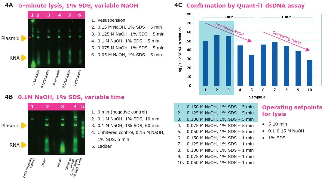 Gels and Quant-iT dsDNA assay showing optimization data for alkaline lysis time and pH for pDNA manufacturing.