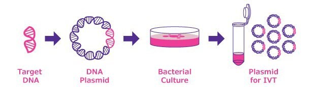 Steps in plasmid generation for in vitro transcription (IVT).