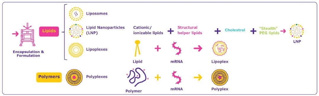 Several mRNA delivery systems are available