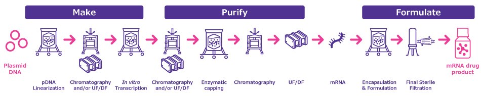 General Process Overview for mRNA Manufacturing Process flow showing the different processing steps required for the manufacture of an mRNA drug product: pDNA Linearization, purification, in vitro transcription, enzymatic capping, encapsulation and formulation, sterile filtration among others.