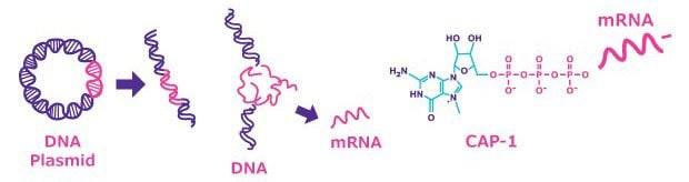 Steps in the synthesis of mRNA
