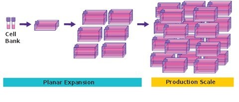 Adherent cell culture process for viral vector production