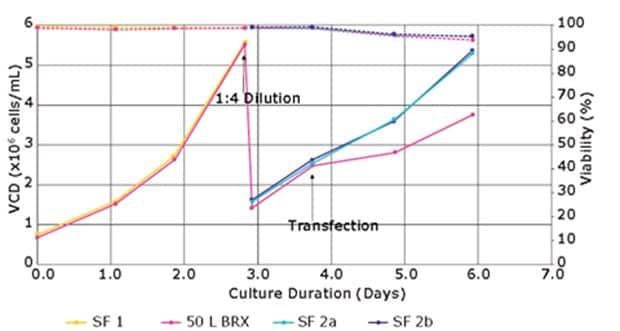 Cell growth and viability of VirusExpress® 293T cells in 50 L bioreactor versus shake flakes