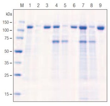 Purification of His•Tag® β-galactosidase