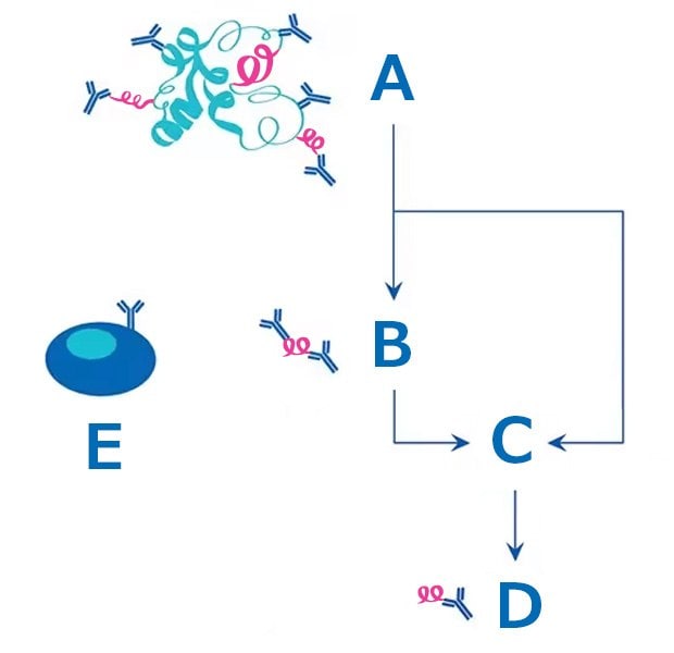 Production of monoclonal vs polyclonal antibodies. A) Large antigen immunogen yields multiple epitope polyclonal antibodies. B) Small peptide immunogen yields fewer, restricted epitope polyclonal antibodies. C) Isolate and fuse B cell to hybridoma line and screen. D) Monoclonal antibody is restricted to only one epitope. E) Each B cell only produces antibodies to one epitope.