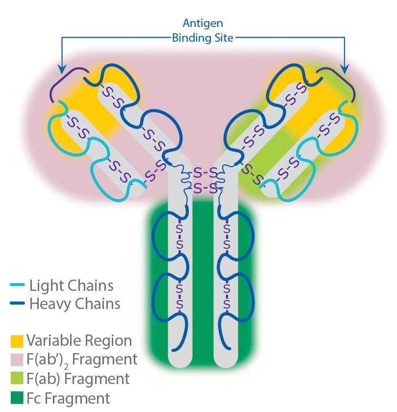 Antibody Structure.
