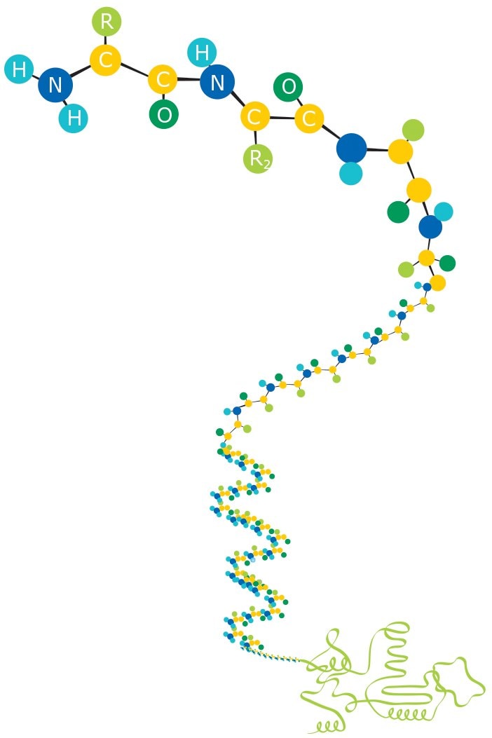 Amino acids forming a protein