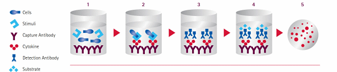 ELISpot Assay Workflow