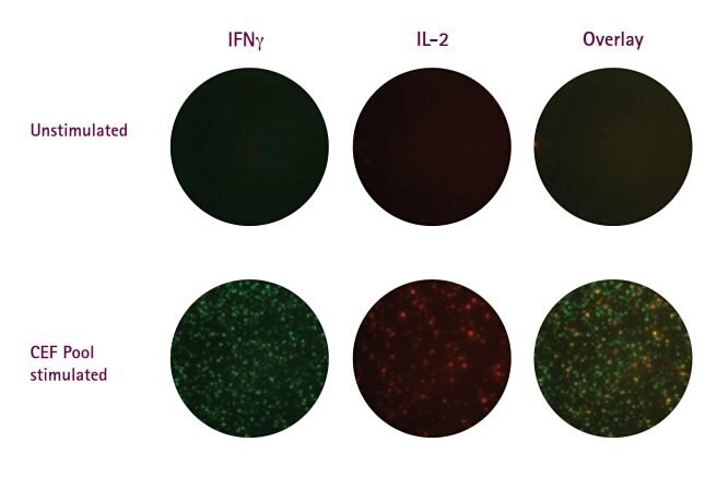 figure2-two-color-flurospot-multiscreen-hts FluoroSpot assays performed on the Multiscreen.