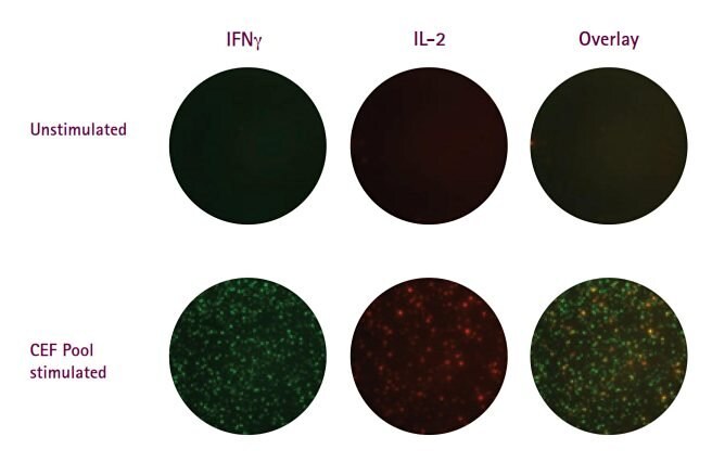 FluoroSpot assays performed on the Multiscreen