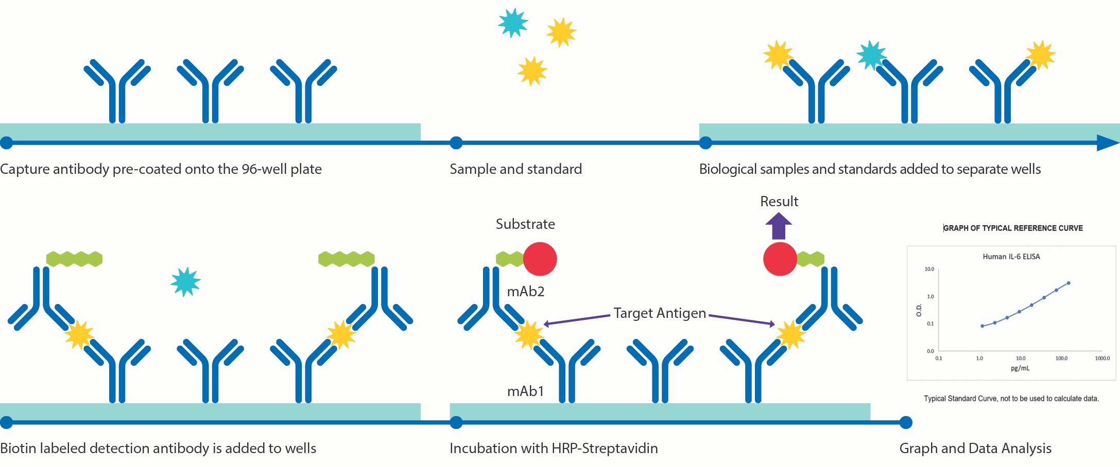 Illustration of how Conferma<sup>®</sup> ELISA assays work including pre-coating the capture antibody on a 96-well plate, adding sample/standard, adding biotin-labeled detection antibodies to the wells, incubating with horseradish peroxidase (HRP)-streptavidin, and then getting a result.