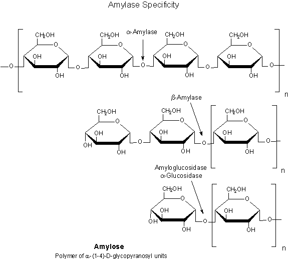 Amylase Specificity - Amylose 