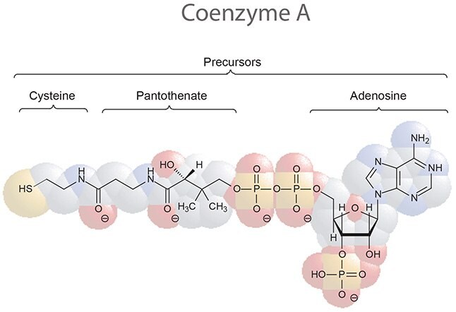 Coenzyme A