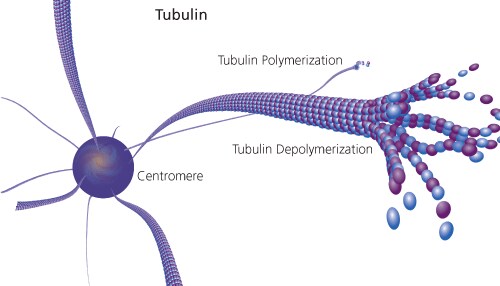 tubulin Tubulin