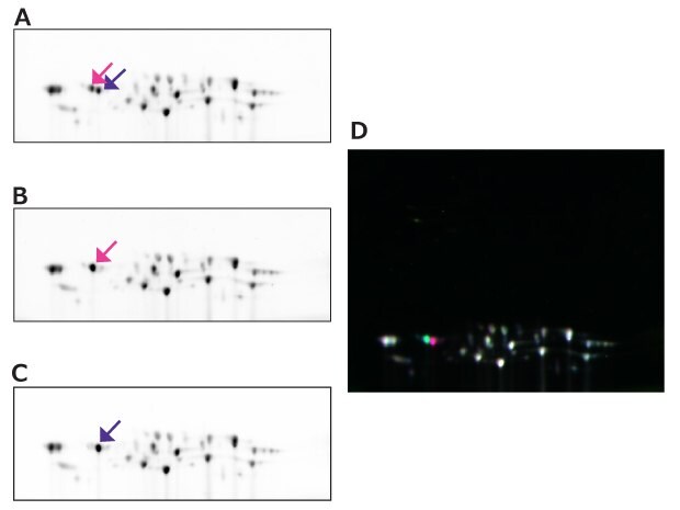 Left side shows various 2D-DIGE images of the 20S proteasome samples for Cy2 labeled 20S proteasome 1, Cy3 labeled 20S proteasome 2, Cy5 labeled 20S proteasome 3 from top to bottom showing different phosphorylation states of these subunits. The right side is a merged image of the subunits.