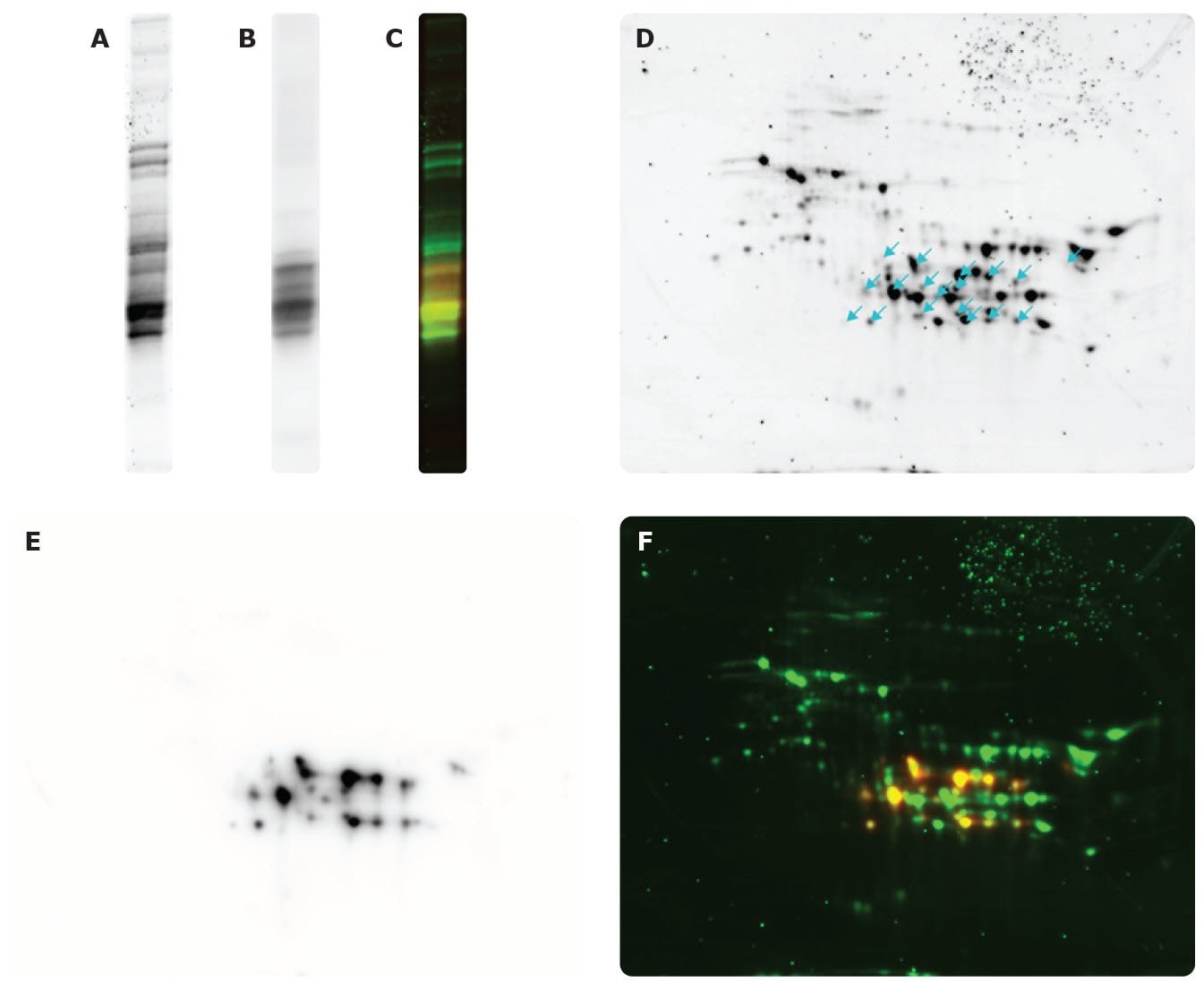 2-D Western Blotting 2-D Western Blotting