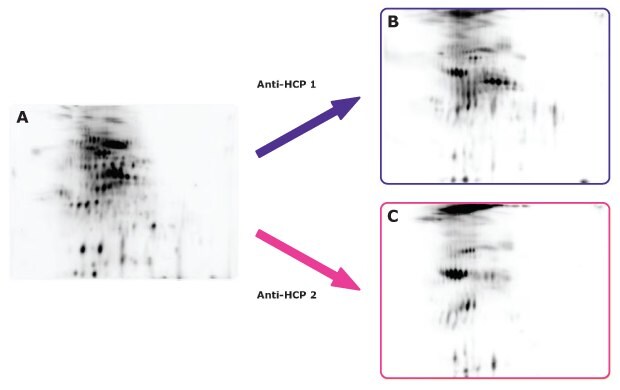 Anti-HCP Antibody Validation Using the Auto2D® System.