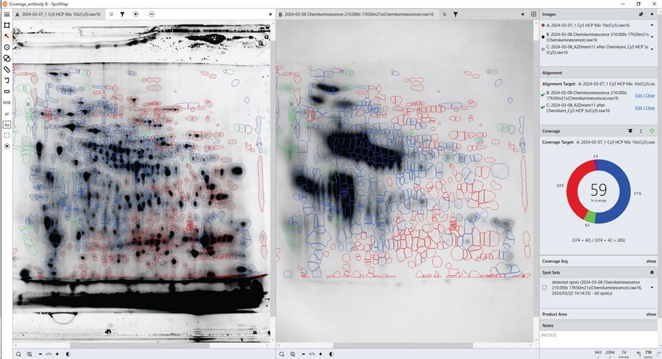 Demonstration of an HCP coverage test using the SpotMap software. HCP coverage test with Anti-HCP antibody B. Total protein data obtained from the gel (pre-labelling, left), Western blot data with Anti-HCP antibody B (right). SpotMap version number: 5.1.003.